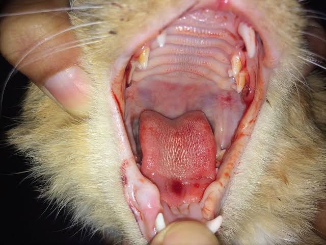 Pengobatan calicivirus pada kucing