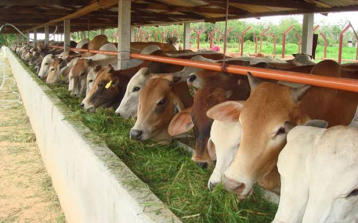 Penggemukan sapi potong