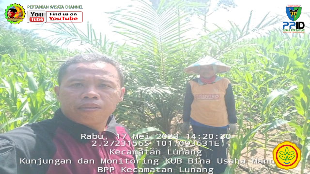 BPP LUNANG LAKUKAN MONEV KE PERKEBUNAN SAWIT PROGRAM PSR DAN TUMPANG SARI JAGUNG