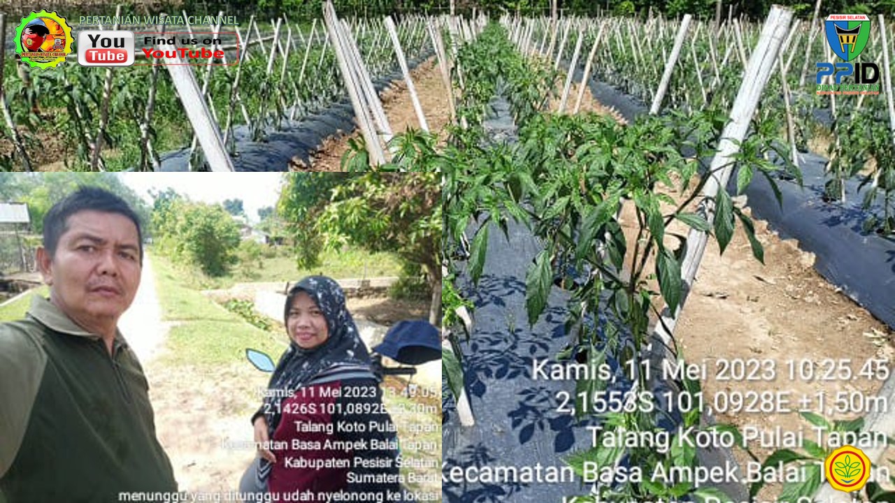 BPP RAHUL LAKSANAKAN TINJAUAN LAPANGAN TANAMAN CABE TERENDAM BANJIR