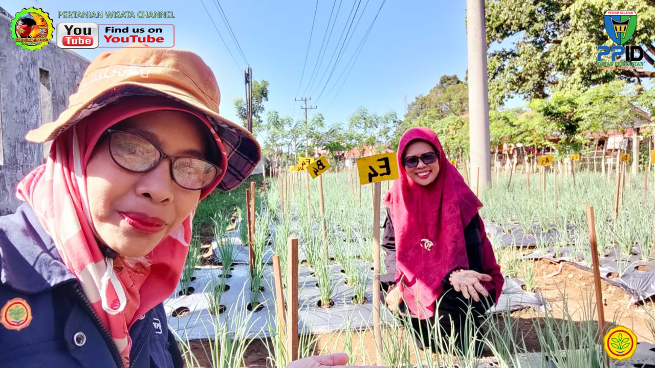 BPP RANAH PESISIR LAKSANAKAN MONITORING DEMPLOT DI LAHAN BPP