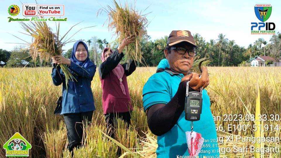 LUAR BIASA SEGMEN KSA BUNGA PADI II PADANG IX PUNGGASAN CAPAI HASIL PANEN 8 TON PER HEKTAR