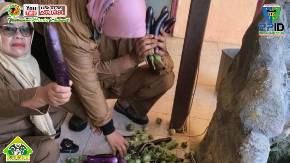 BPP SUTERA MAKSIMALKAN PEMANFAATAAN LAHAN BPP, PANEN PERDANA TERUNG