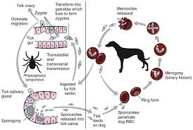 Waspada! Penyakit Babesiosis Mengancam Kesehatan Anjing, Kenali Gejala dan Cara Pencegahannya