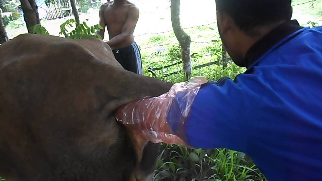 Pemeriksaan kebuntingan pada sapi