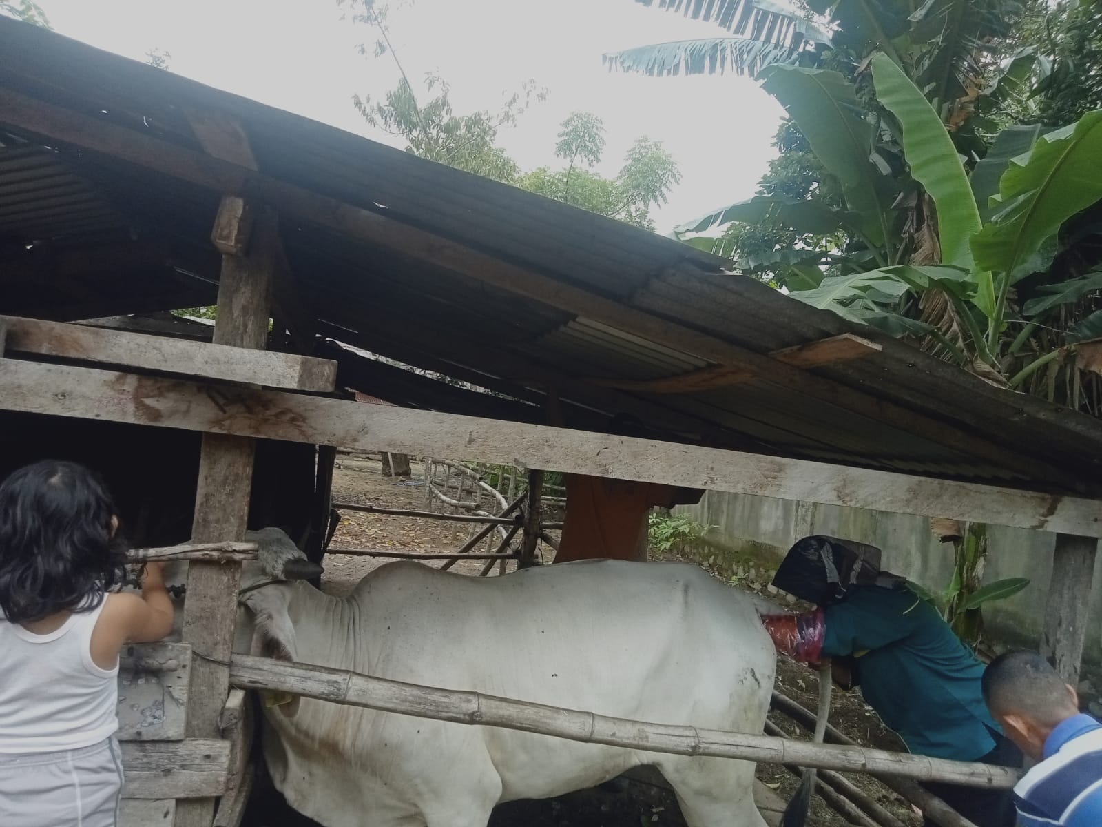 Puskeswan Terpadu Sutera Melakukan Pemeriksaan Kebuntingan di Desa Sungai Sirah