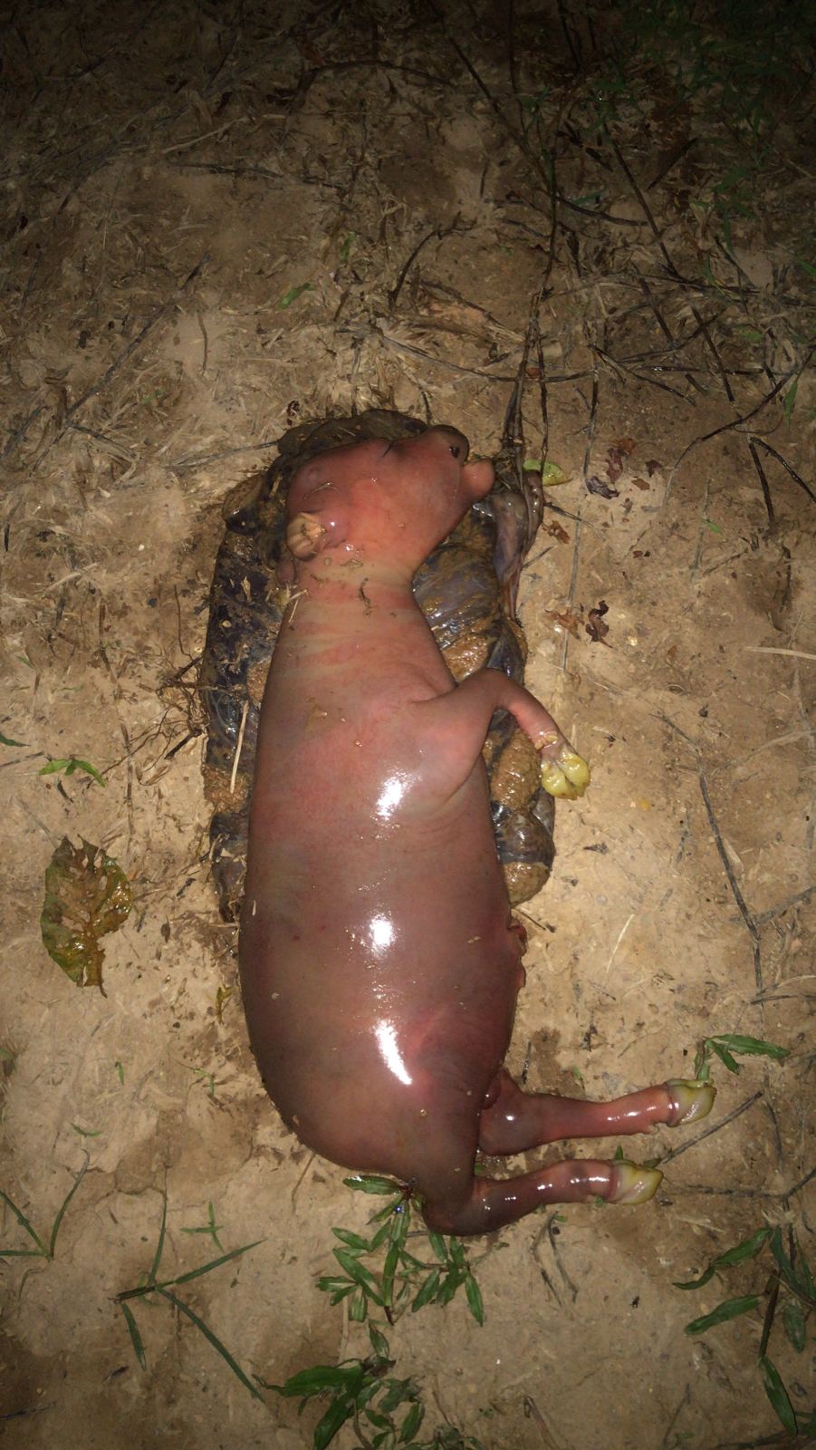 PUSKESWAN TERPADU SUTERA MELAKUKAN PENGOBATAN ABORTUS PADA SAPI