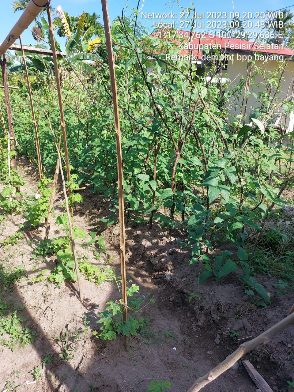 Pemanfaatan Lahan Demplot  BPP Bayang