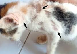 Waspada Kurap Kucing (Dermatofitosis): Bukan Hanya Bikin Gatal, Tapi Juga Menular ke Keluarga!