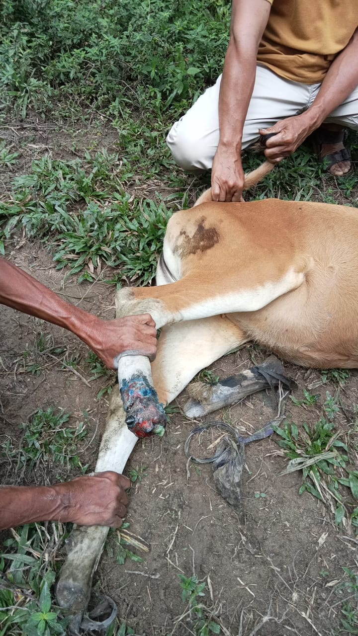 Pengobatan myasis pada sapi