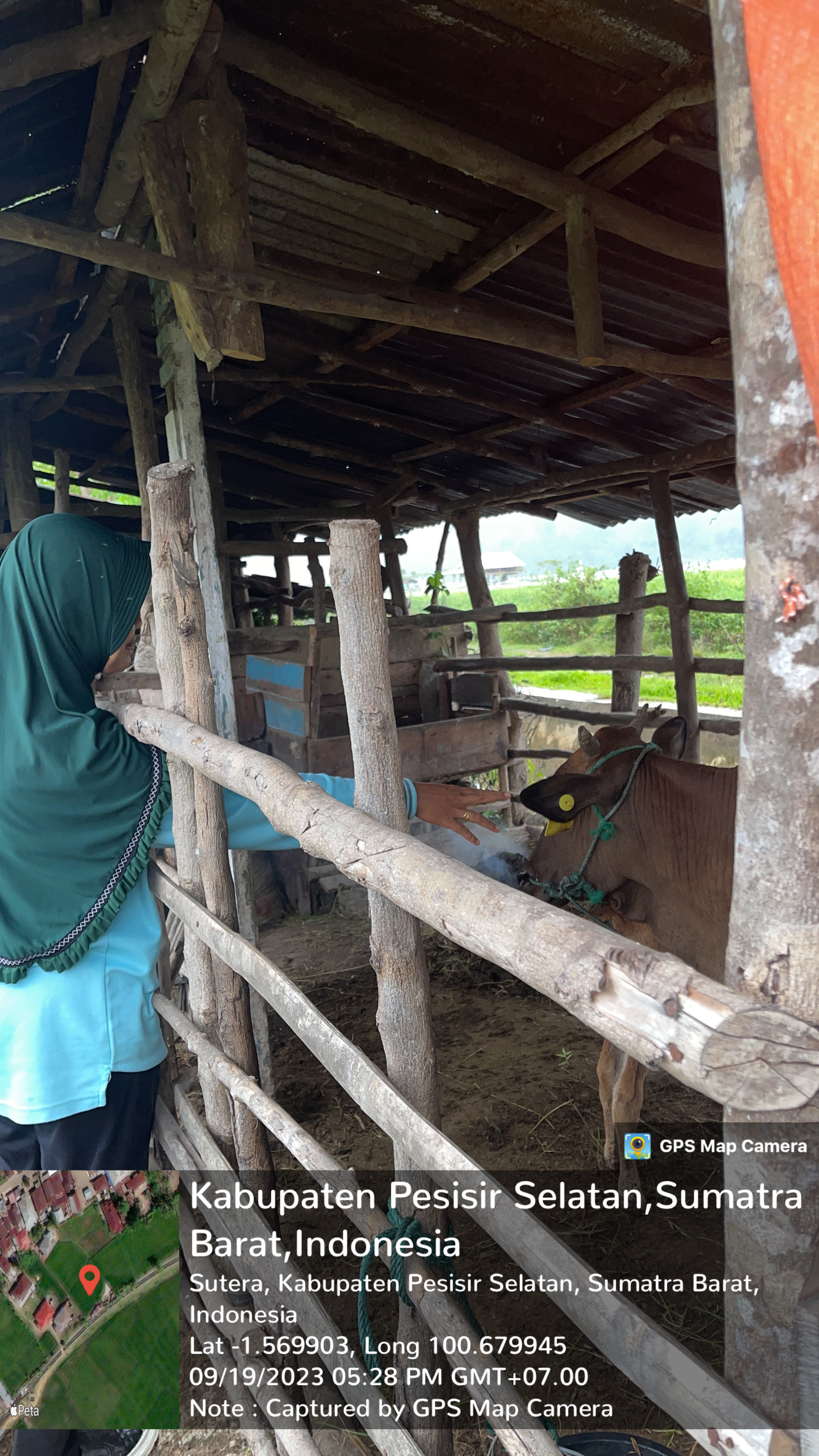 Penyakit SE pada sapi