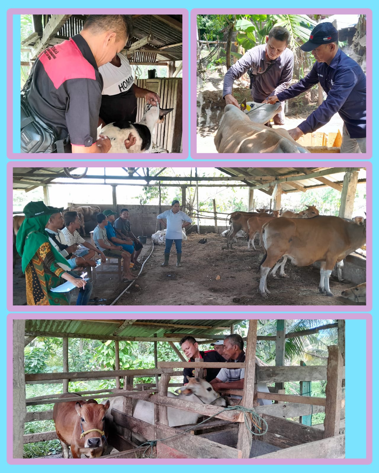 PELAYANAN VAKSINASI PMK  DAN RABIES DI NAGARI LINGKUP KEC. KOTO XI TARUSAN