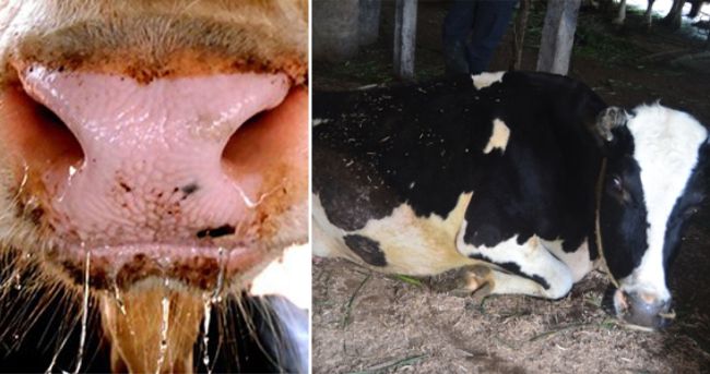 KASUS BOVINE EPHEMERAL FEVER (BEF) pada Sapi