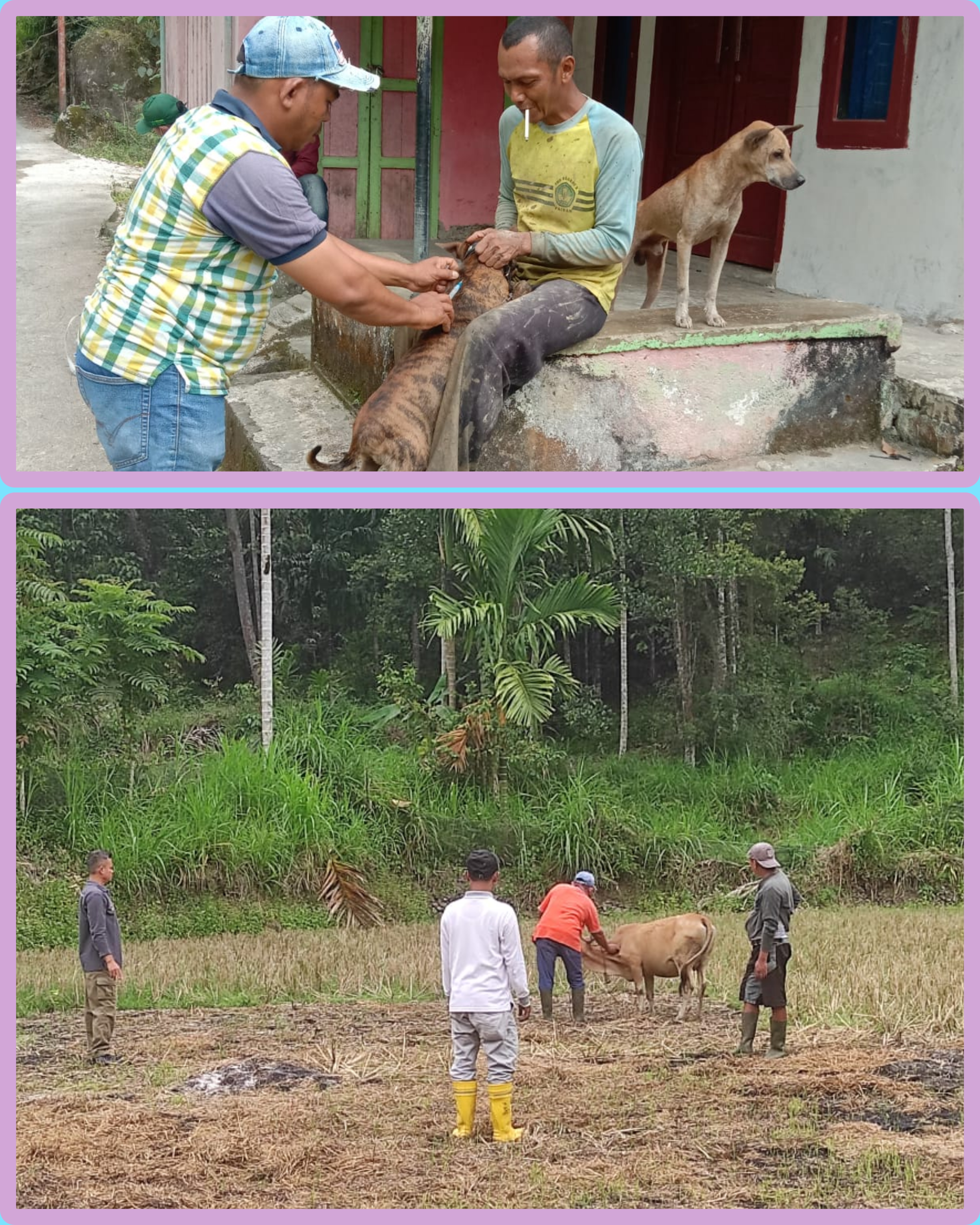 Pelayanan vaksinasi PMK dan Rabies di Nagari nagari pada Kecamatan Bayang Utara