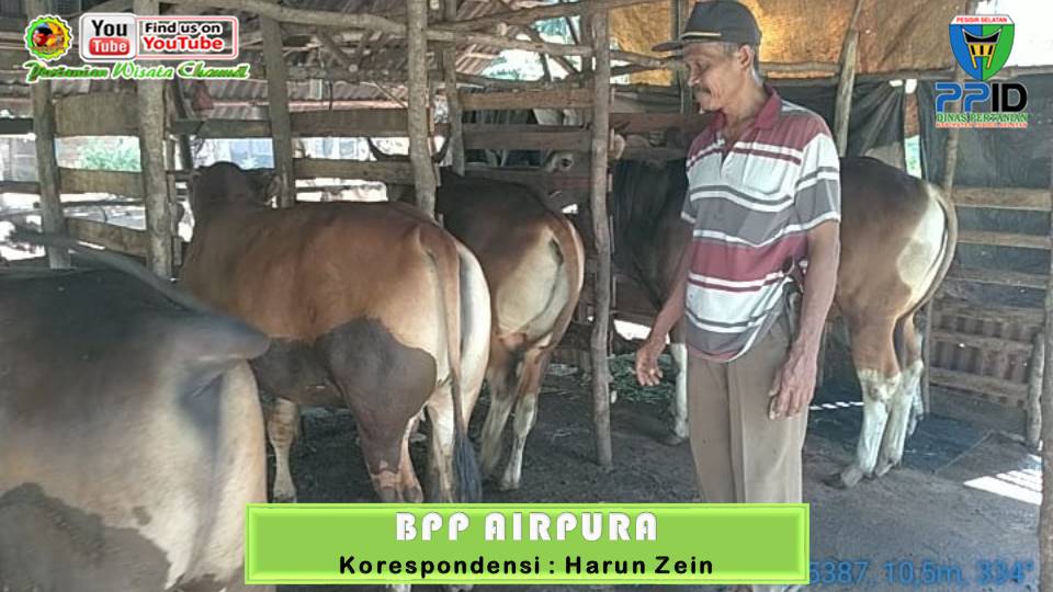 HARUN ZEIN LAKUKAN ANJANGSANA KE TERNAK SAPI KELOMPOK TANI TAMBAK SAIYO, AIRPURA