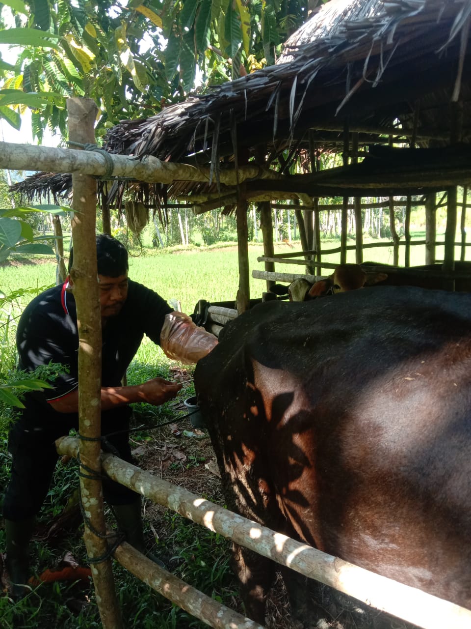 Inseminasi Buatan di Wilayah Puskeswan Painan