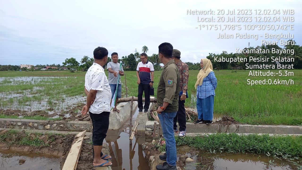 Monev Kegiatan RJIT oleh Kadis Pertanian Pessel ke Poktan Marapalam Saiyo