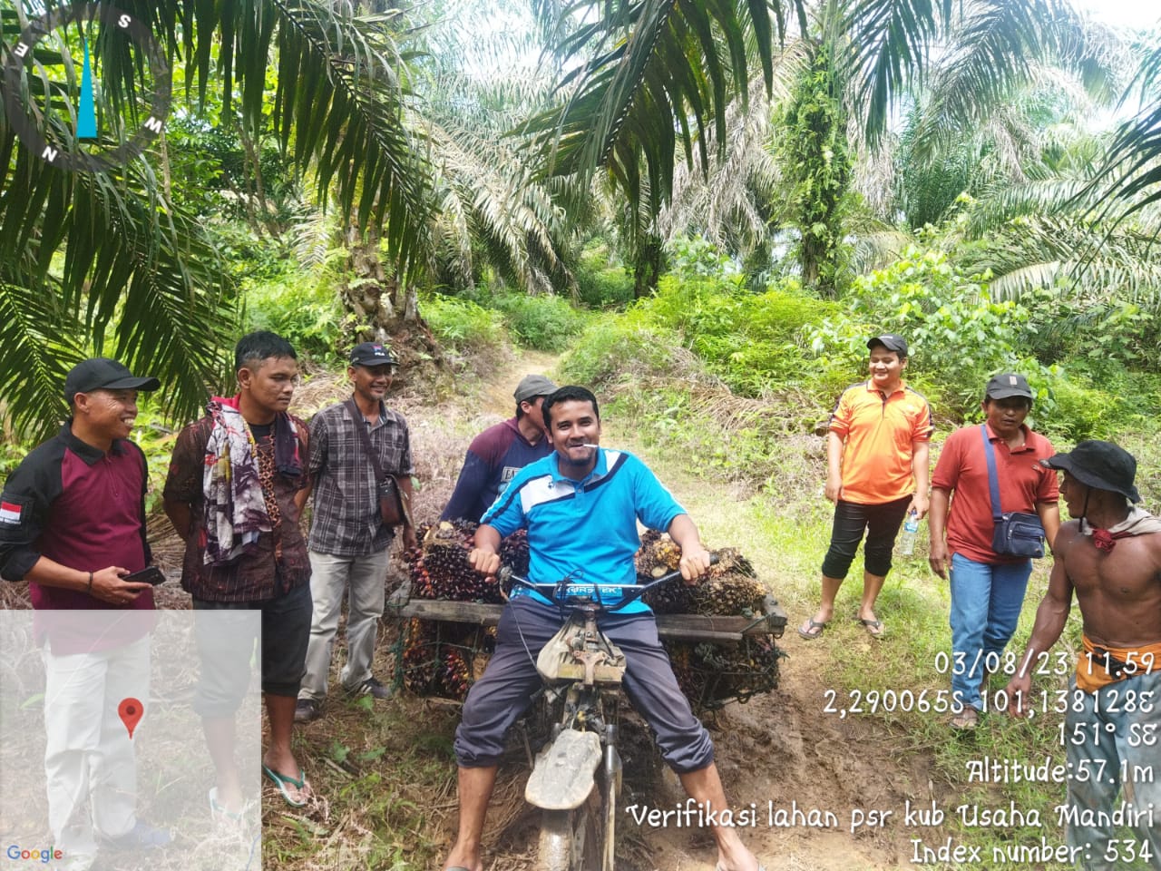 Panen Dan Proses Panen Kelapa  Sawit