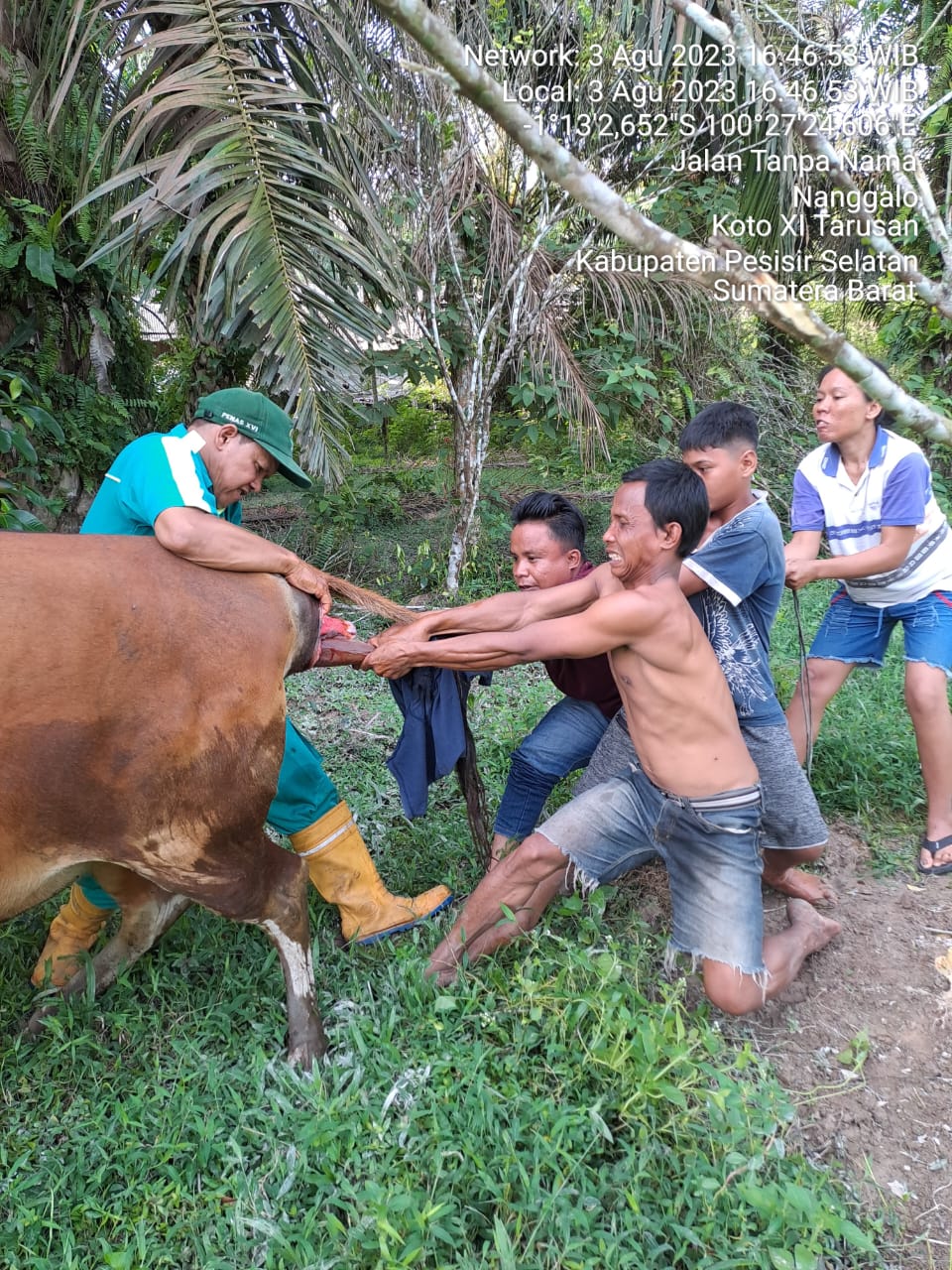 Pelayanan Pengobatan Distokia pada sapi di Nagari Nanggalo, Kec. Koto XI Tarusan