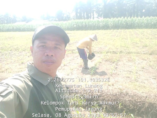 Pemupukan Tanaman Jagung Hibrida