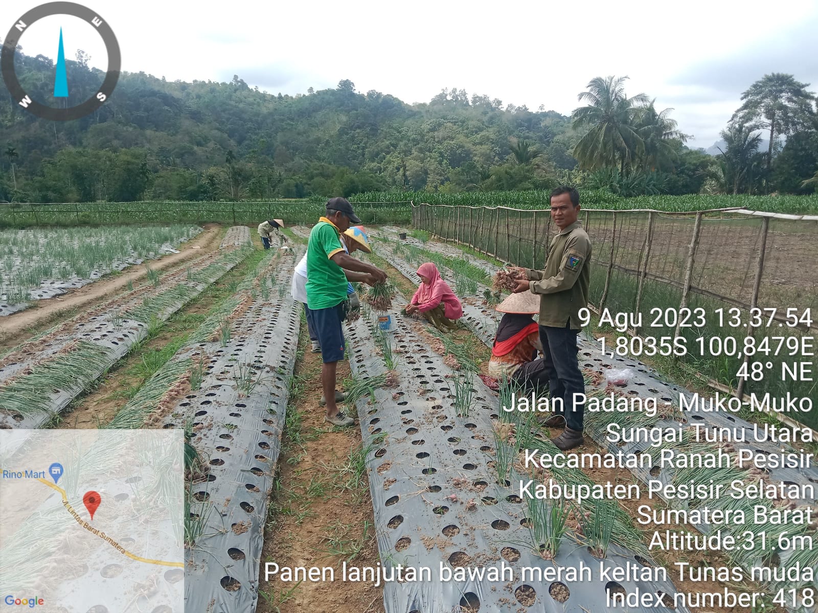 Panen Lanjutan Bawang Merah Dengan Bibit Turunan Progam 2022