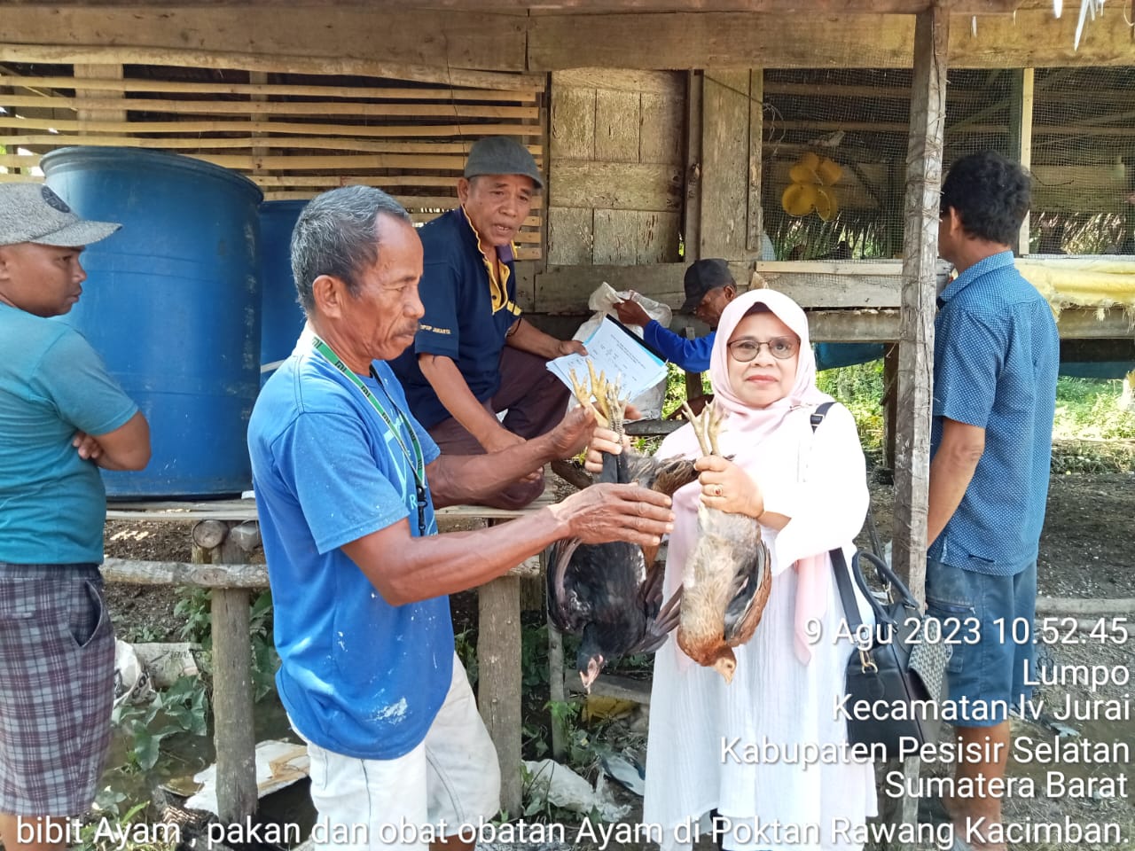 Pembagian Bibit Ayam Pada Kelompok Tani Rawang Kacimban, Nagari Ampuan Lumpo