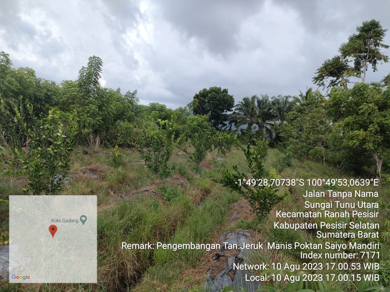 Pengembangan Jeruk Manis di Poktan Saiyo Mandiri, Kampung Koto Gadang, Nagari Sungai Tunu Utara