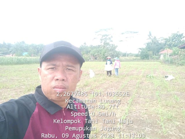 Pemupukan Tanaman Jagung Hibrida Kelompok Tani Maju