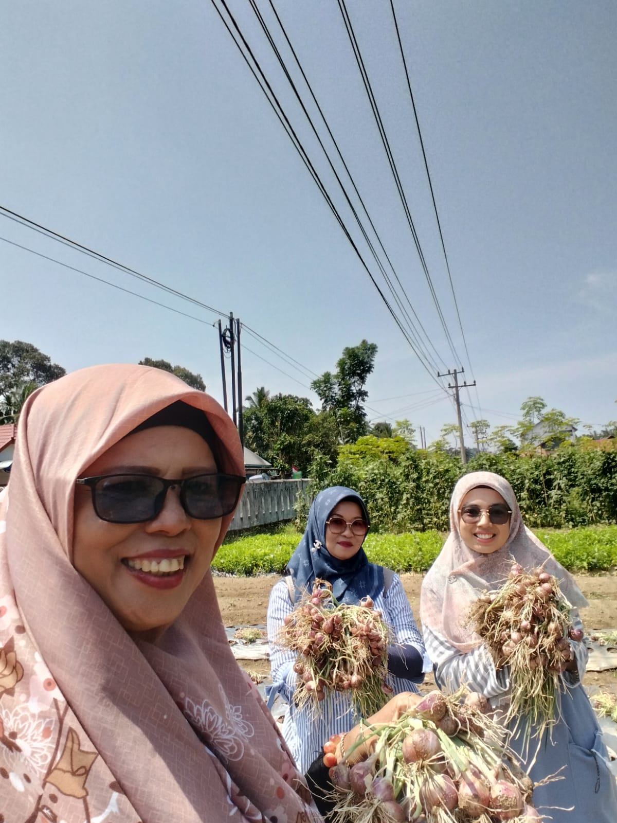 Panen Bawang Merah di Lahan Demplot BPP Kecamatan Ranah Pesisir 