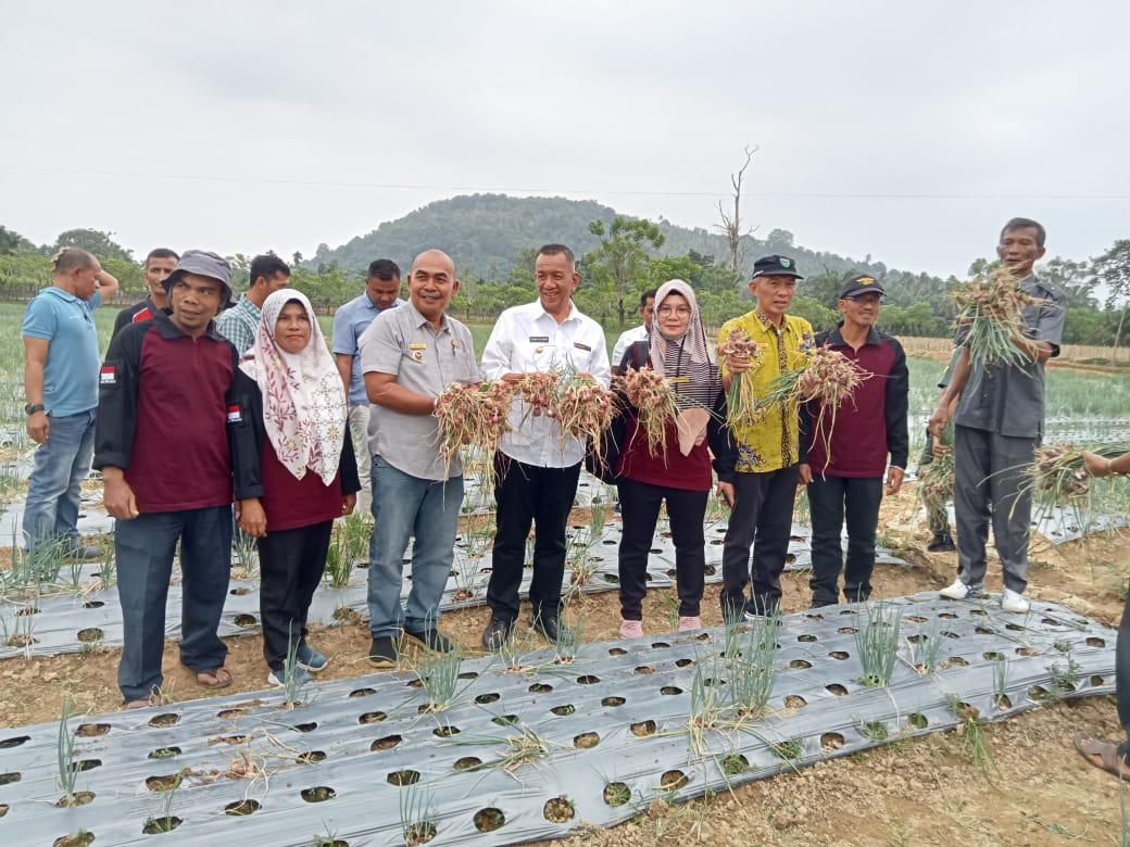 DEMPLOT PROGRAM KETAHANAN PANGAN NAGARI SURANTIH, PANEN BAWANG MERAH