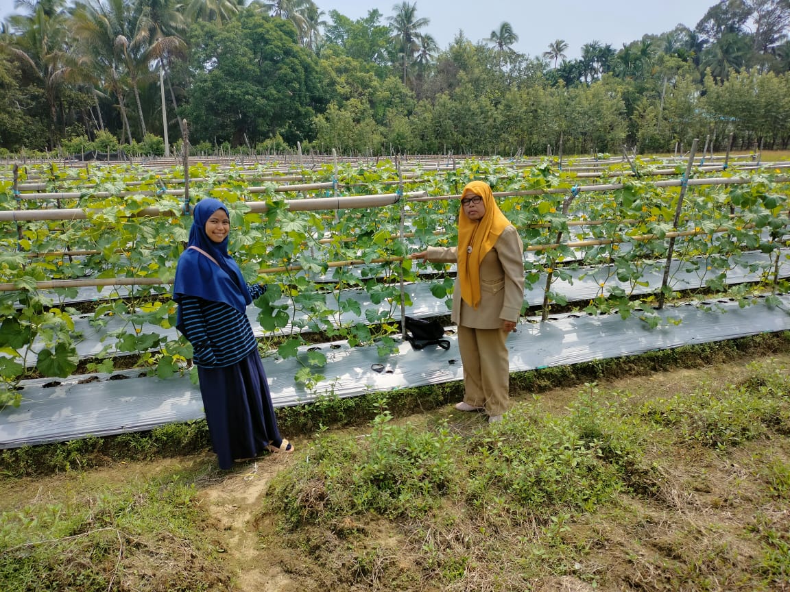 Petani Millenials Sukses Budidayakan Melon di Nagari Sungai Tunu Barat