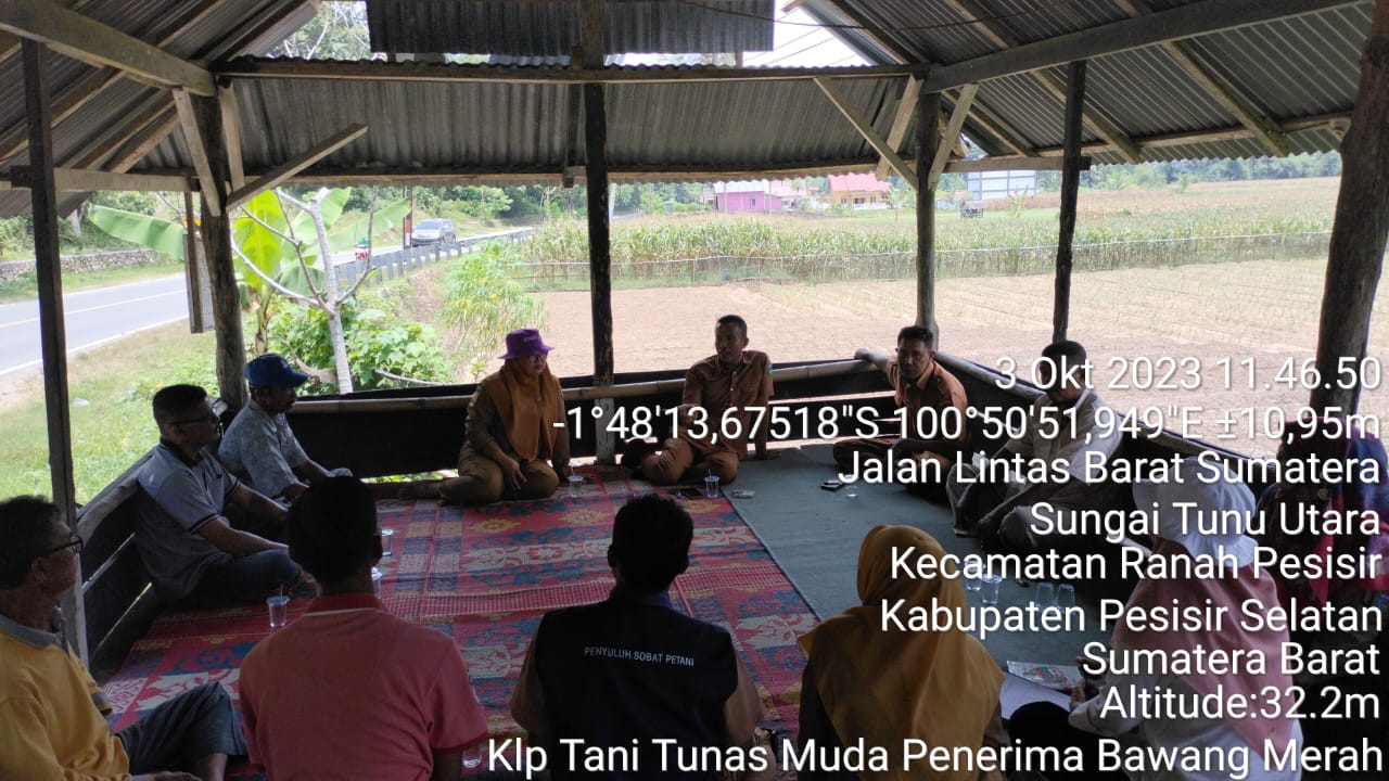 Kegiatan CPCL Bantuan Tanaman Bawang Merah pada Kelompok Tani Tunas Muda di Nagari Pelangai Kaciak