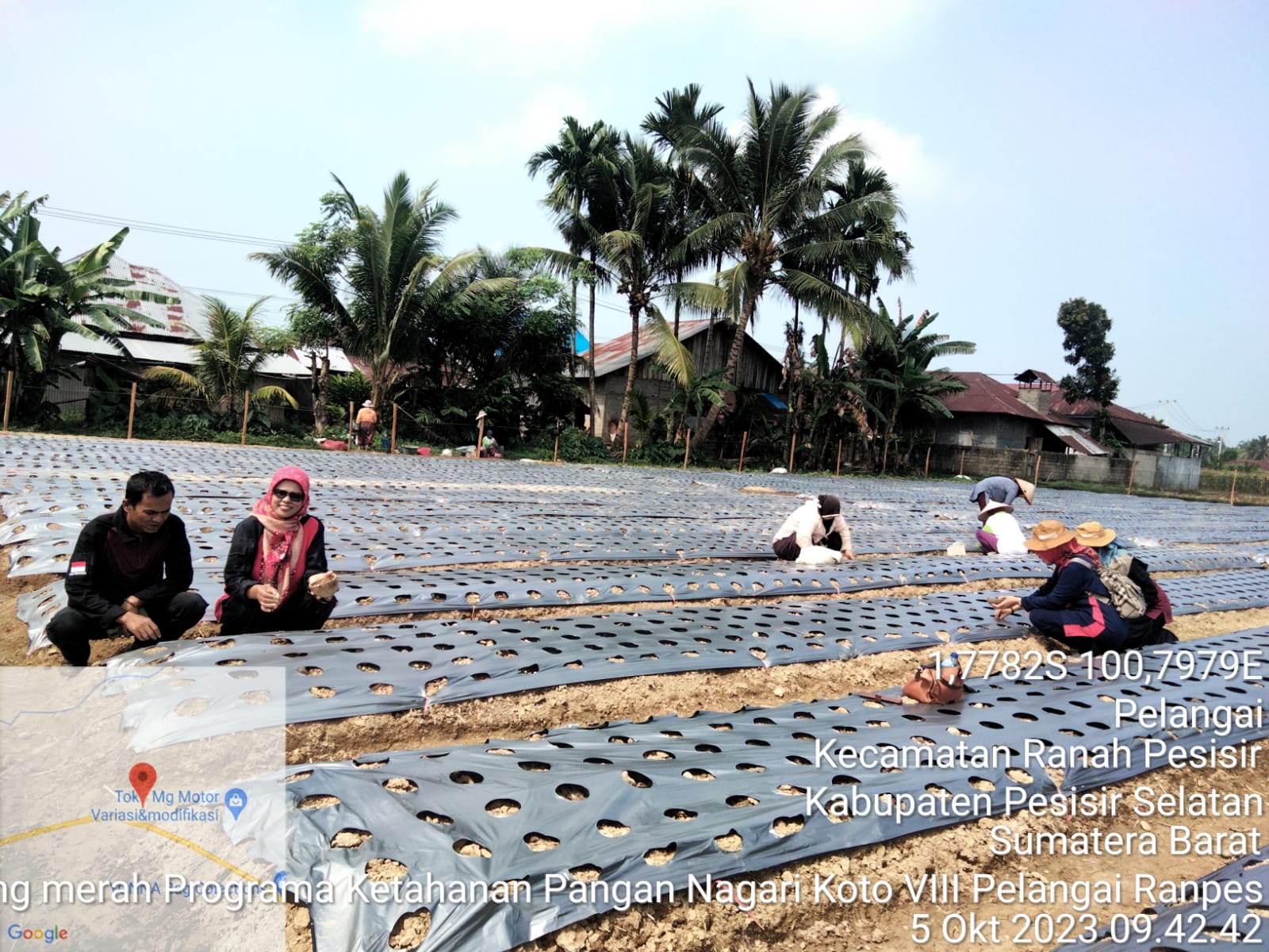 Penanaman Bawang Merah Program Ketahanan Pangan Nagari Koto VIII Pelangai