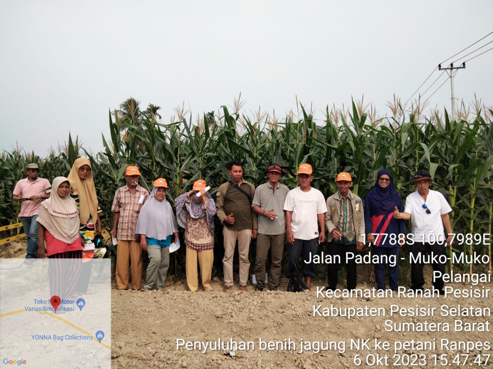 Temu Lapang dan Penyuluhan Benih Jagung NK oleh PT Syngenta di Nagari Koto VIII Pelangai