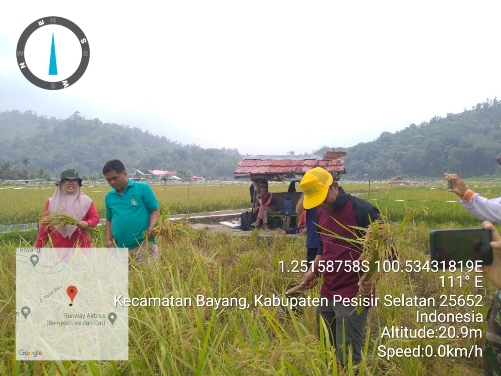 Panen penangkaran padi varietas bawaan. Benih bawaan benih unggul lokal kabupaten pesisir selatan di