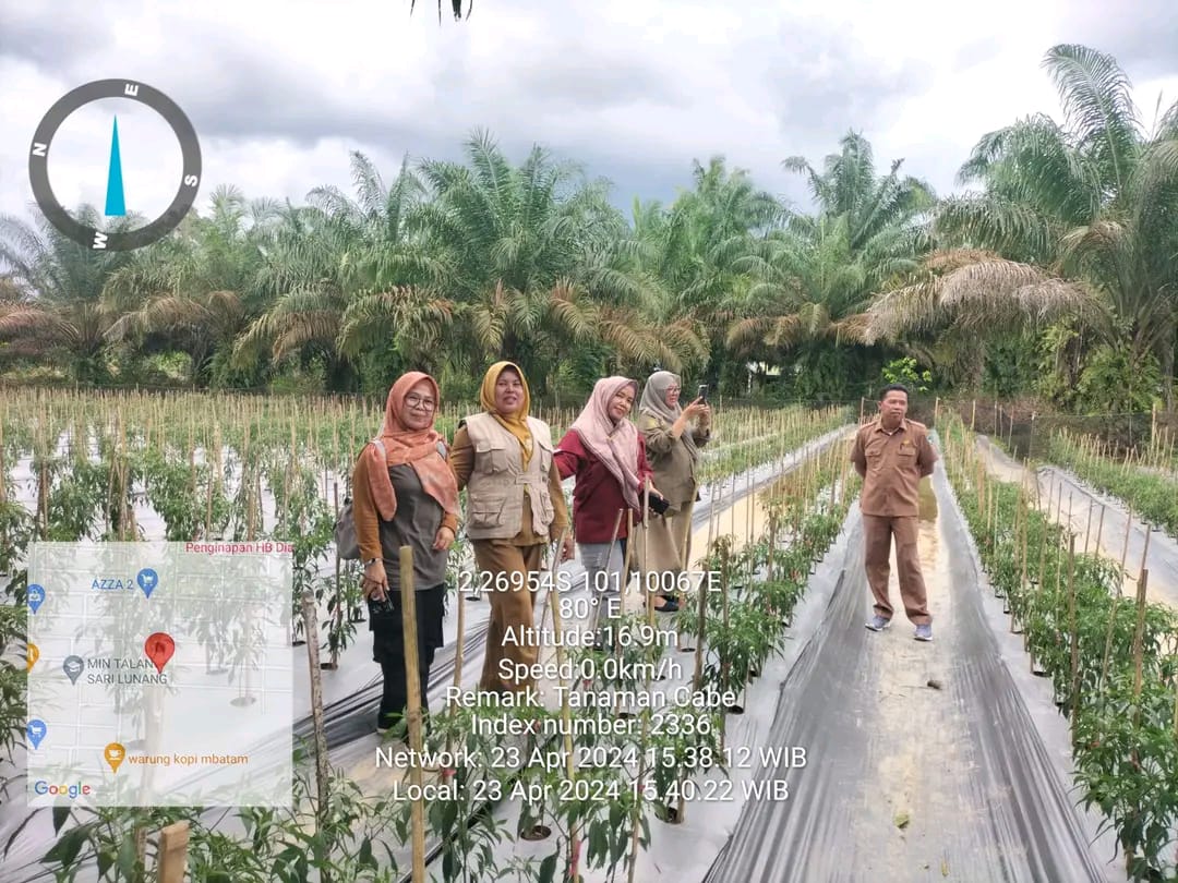 CPCL Lokasi Kegiatan SL-PHT Tanaman Cabe