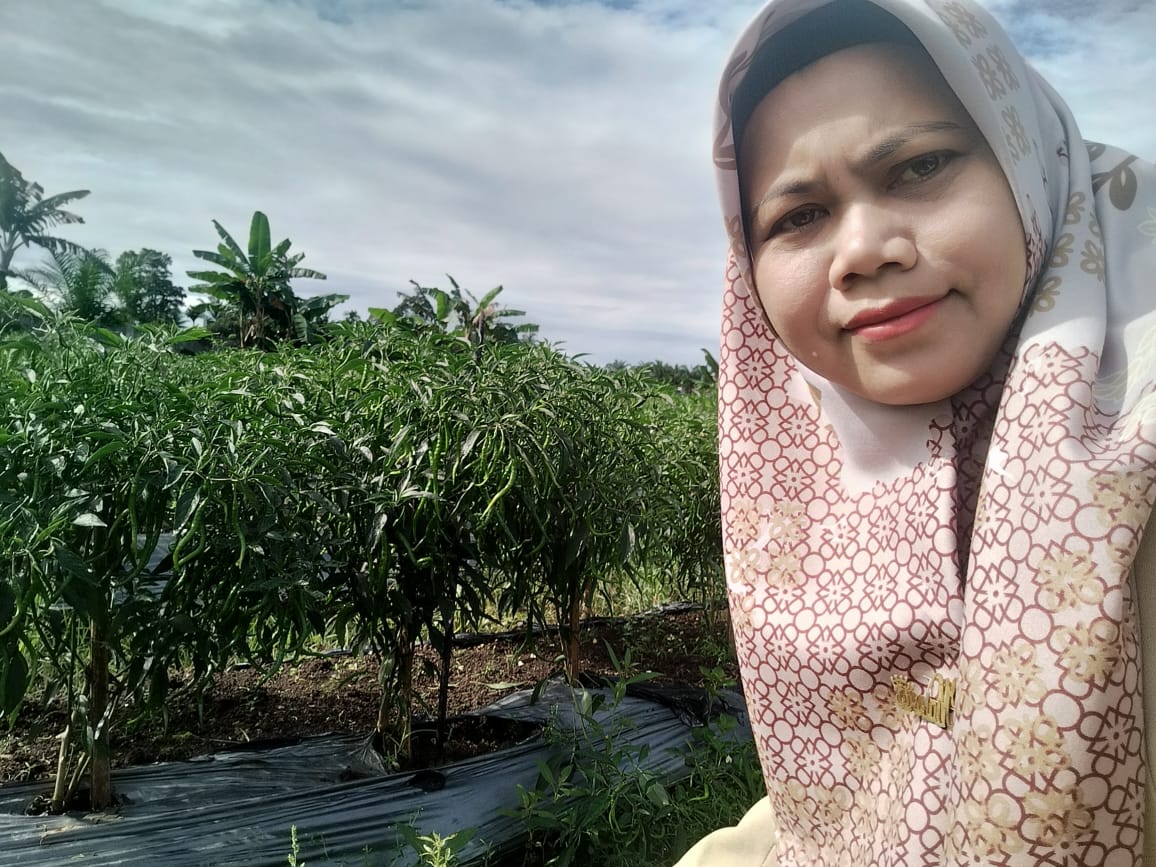 Pengamatan hama dan penyakit pada tanaman cabe