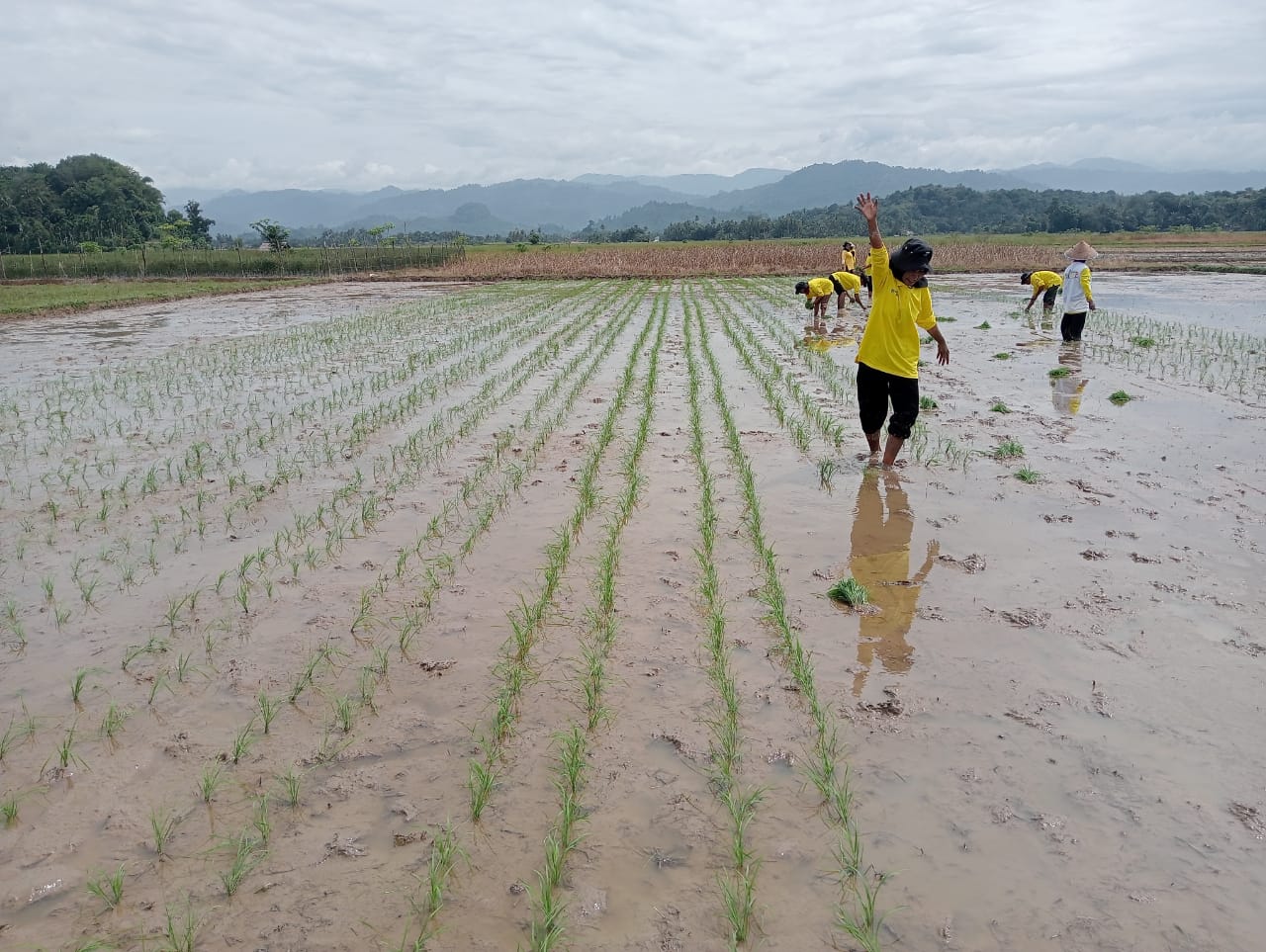 Field day Tanam SLPHT Padi di Poktan Talang TS II kec. Lengayang