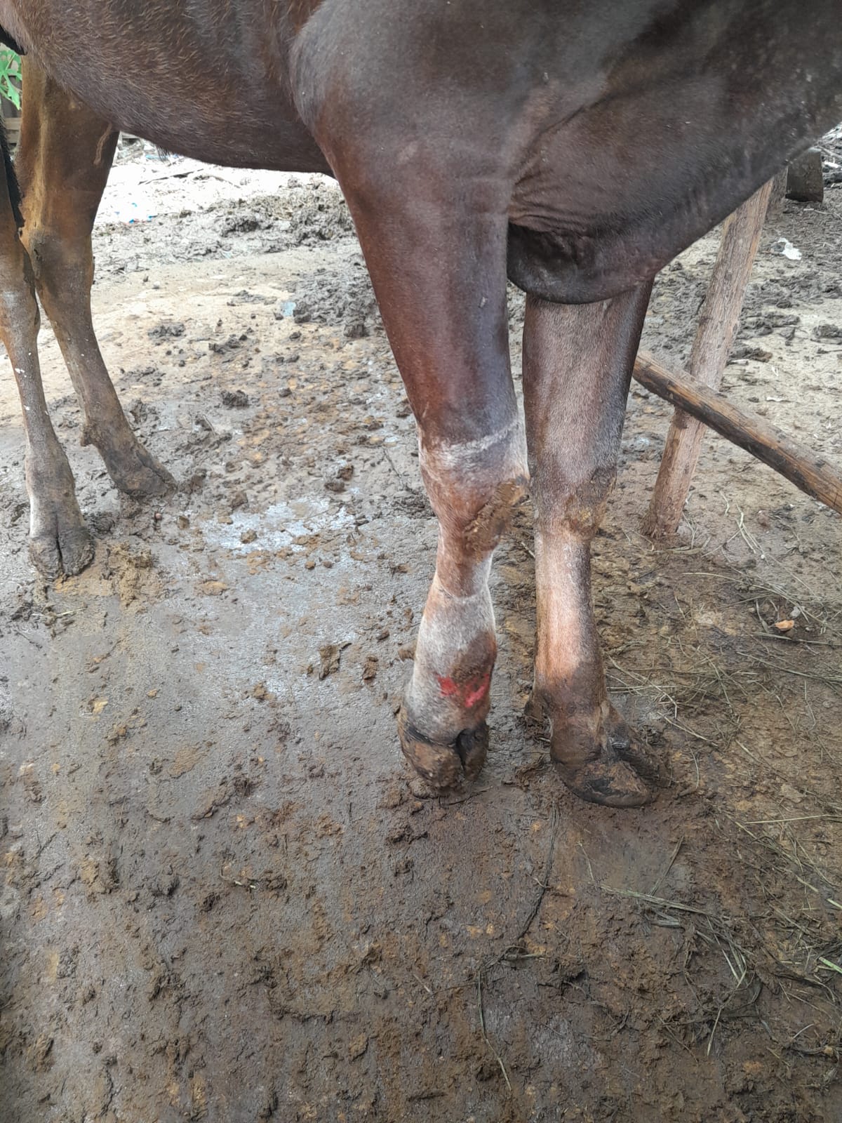 Penyakit Pyoderma pada Kaki Sapi yang Terjerat Tali: Dampak dan Penanganannya