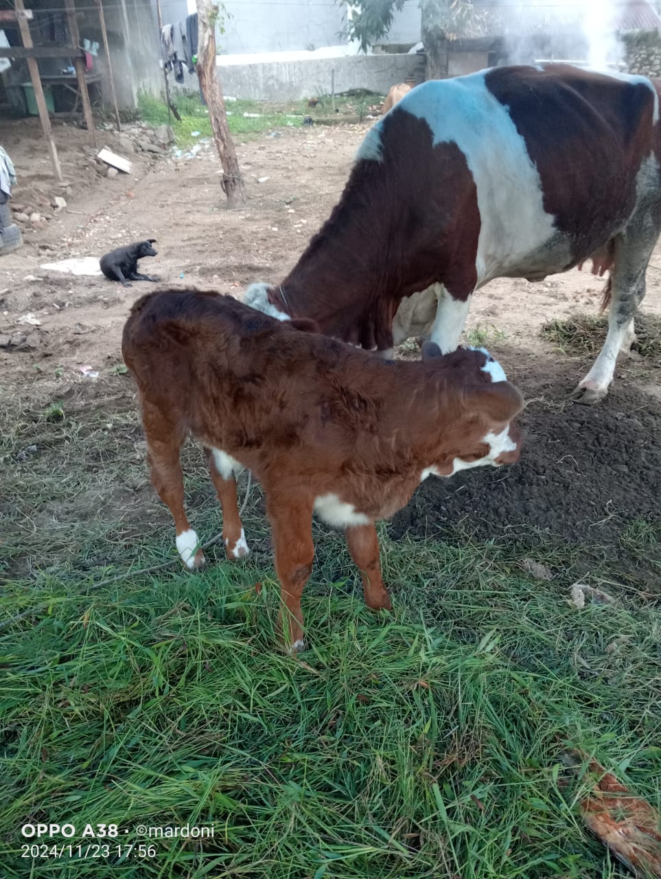 Kelahiran Sapi dengan Metode Inseminasi Buatan (IB) di Nagari Sago, Kecematan IV Jurai.