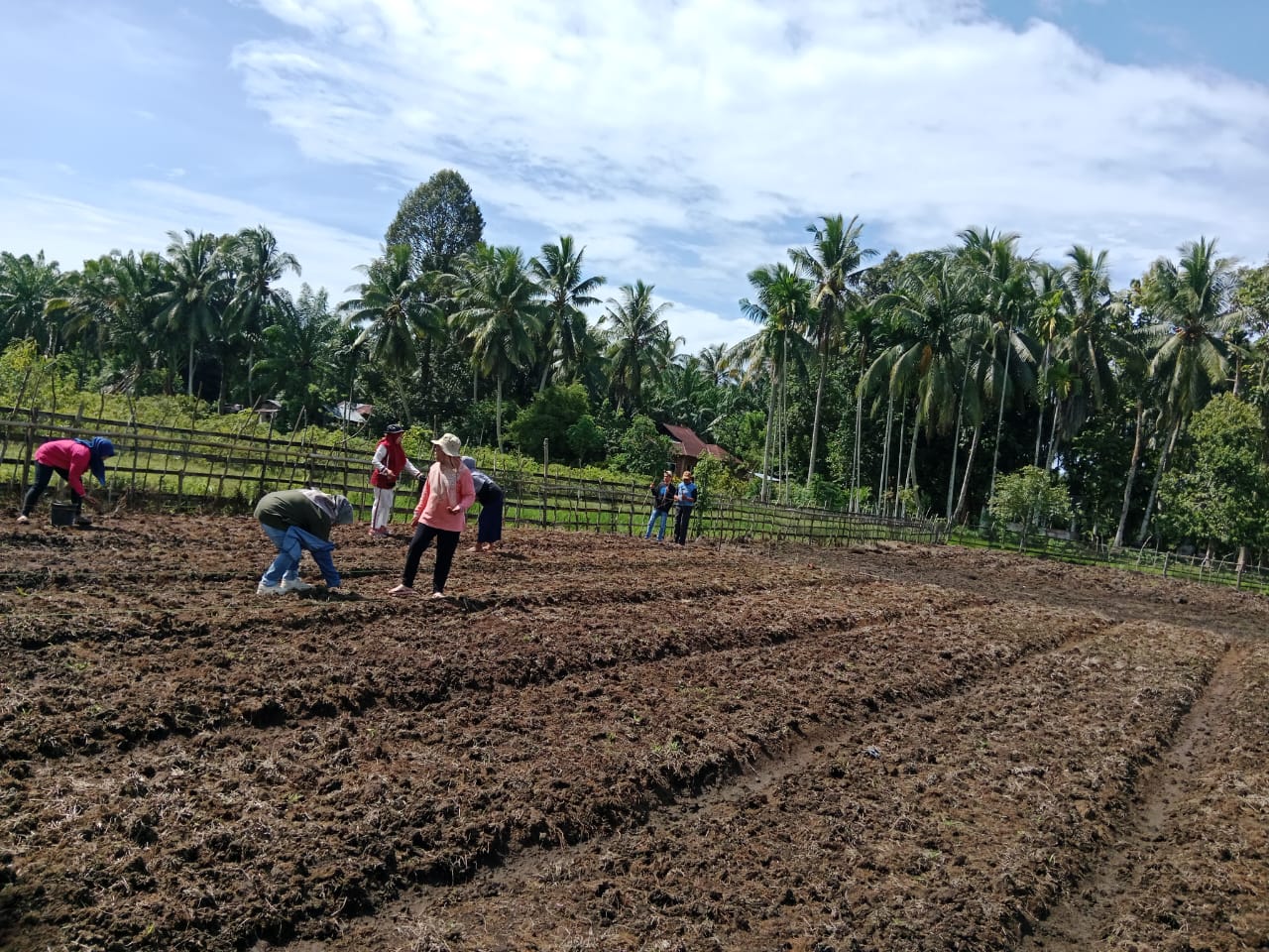 KEGIATAN TANAM JAGUNG BISI 18 DI KELTAN RAWA BANGUN BERSATU 
