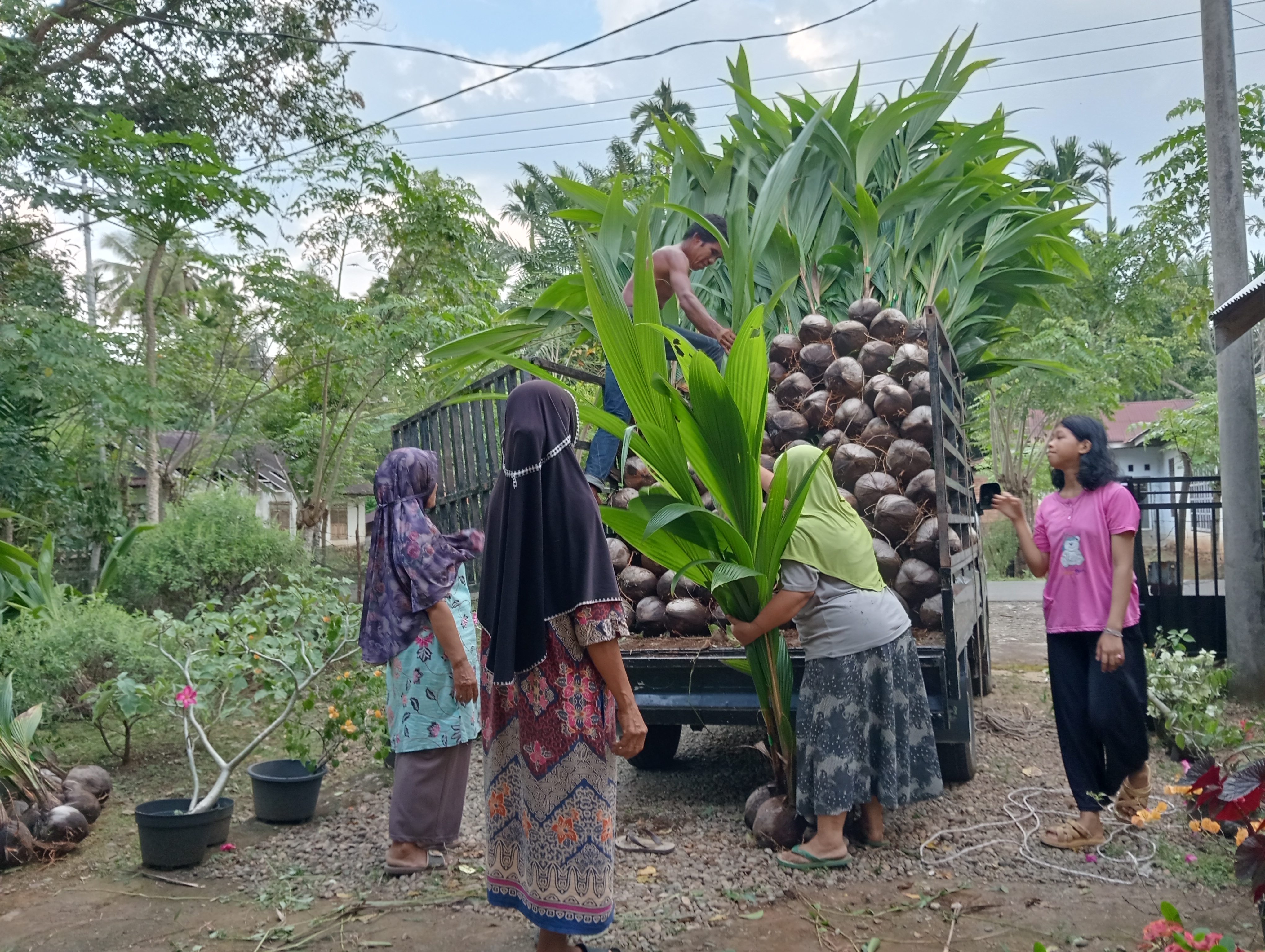 KELOMPOK TANI HARAPAN MAJU NAGARI KOTO VIII PELANGAI DAPAT BANTUAN BIBIT KELAPA
