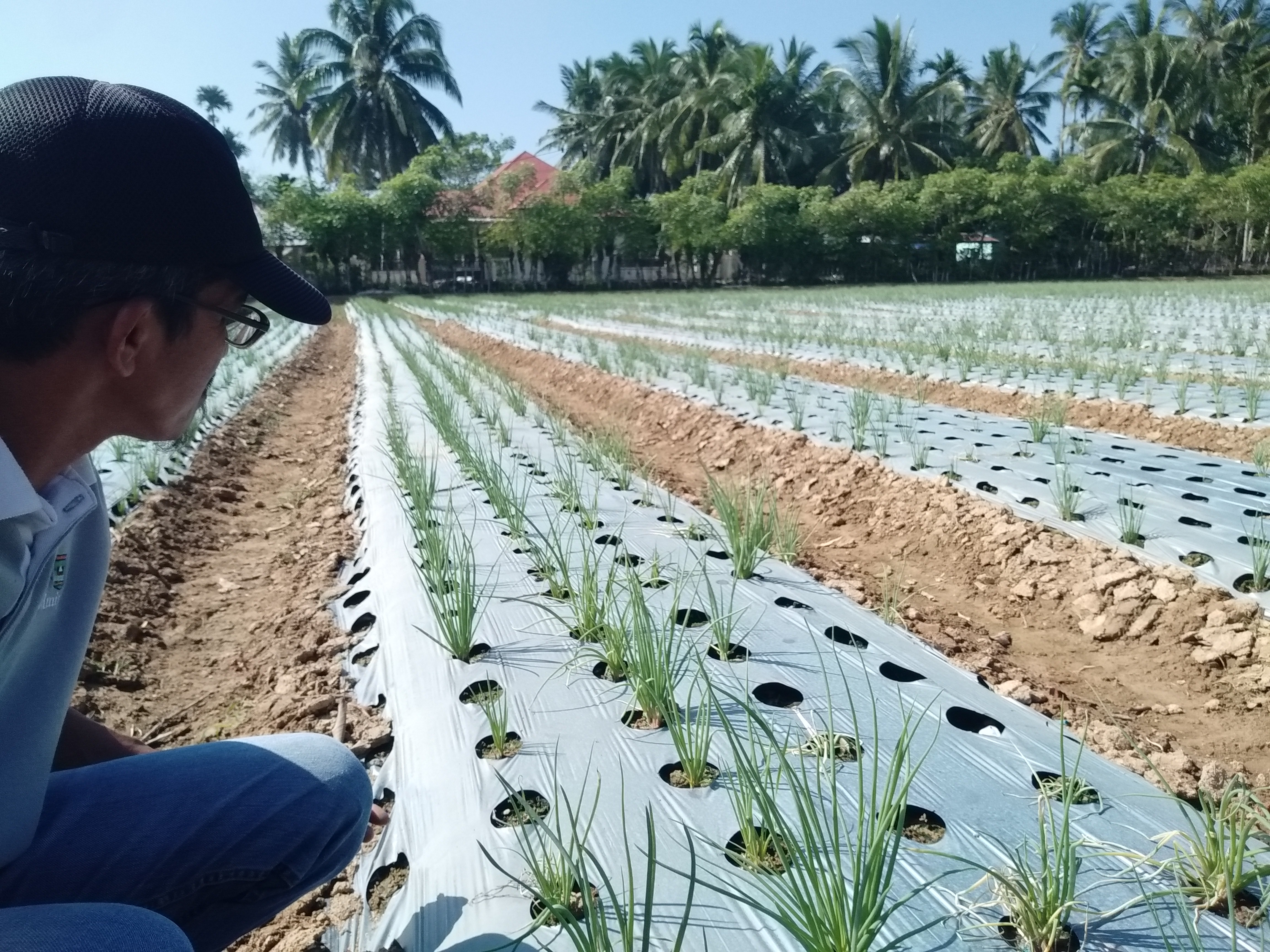PPL, Dukung Program Ketahanan Pangan di Nagari Binaannya