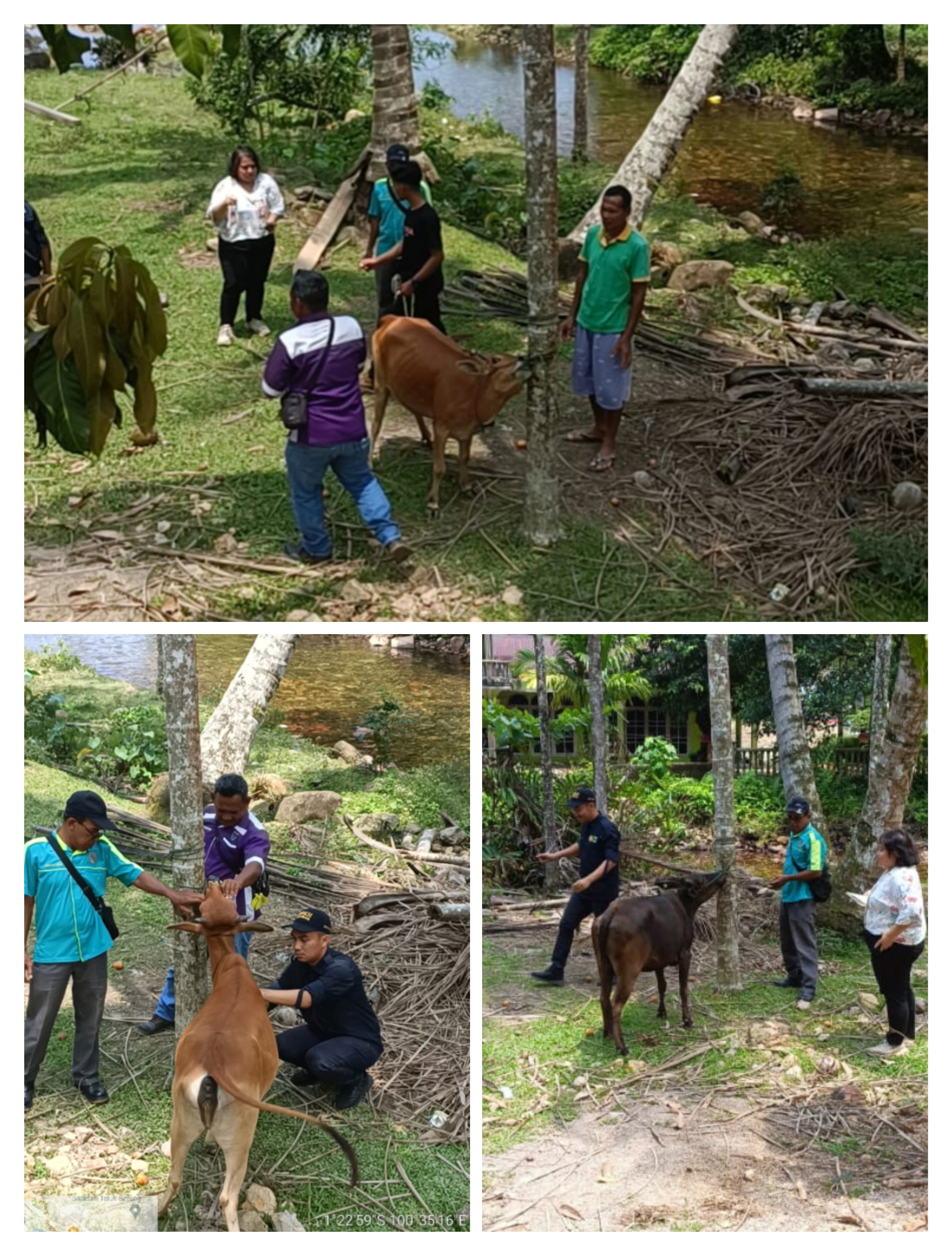 Pengambilan Sampel Darah Sapi Pesisir ke Kecamatan Batang Kapas 