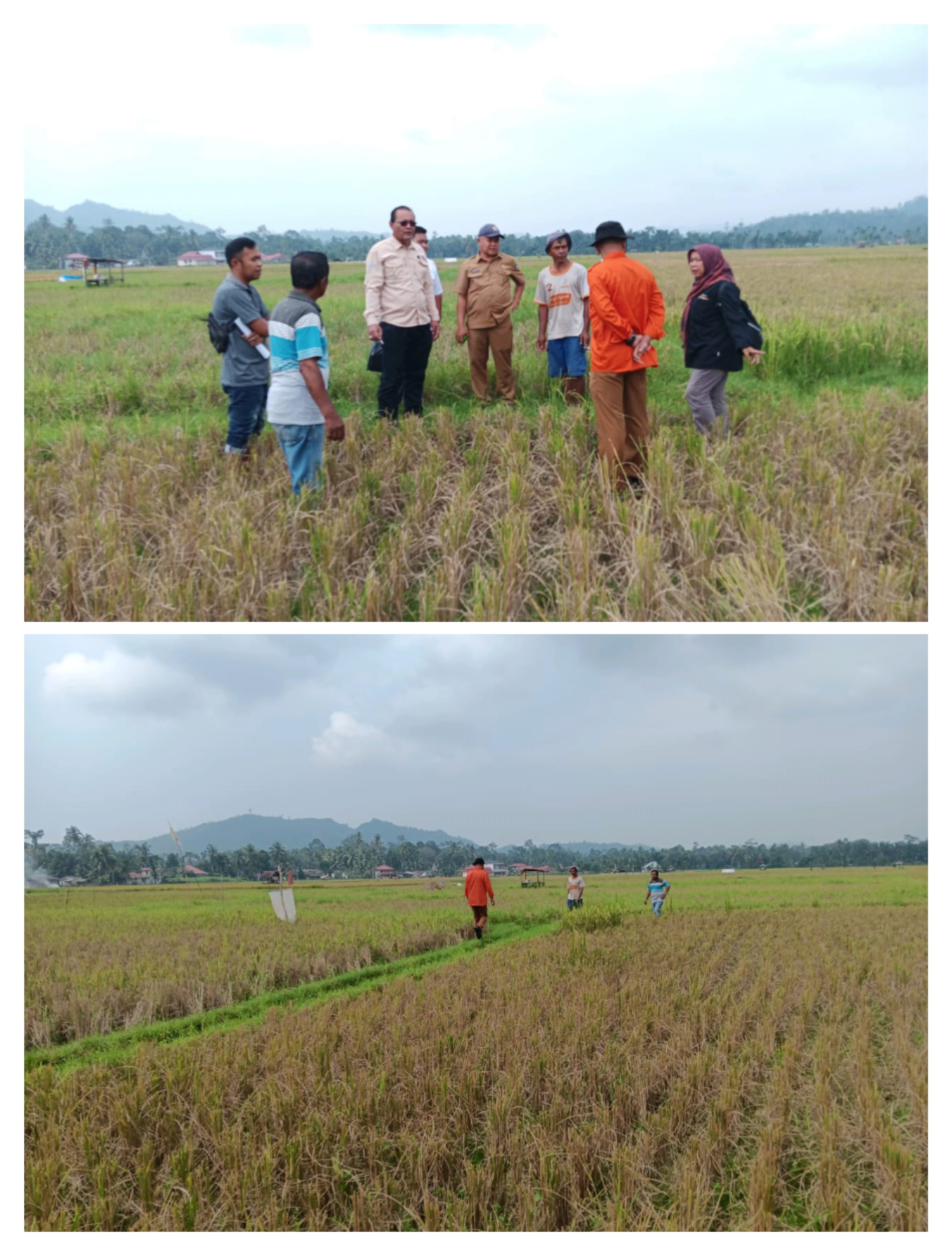 PEKERJAAN PEMBANGUNAN JARINGAN IRIGASI KELOMPOK TANI PINANG SINAWA NAGARI BALAI SINAYAN LUMPO AKAN S