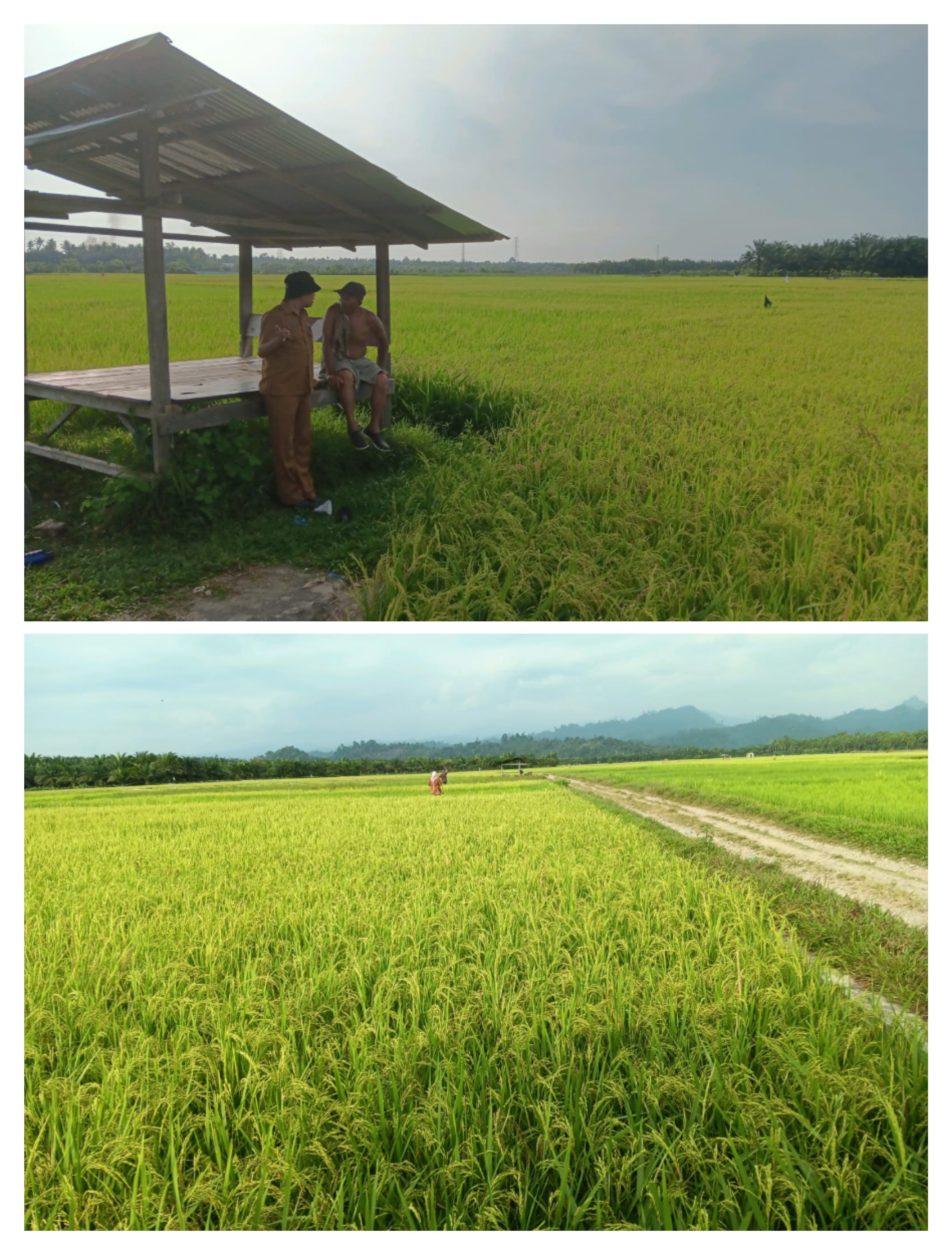 LAHAN SAWAH TADAH HUJAN PERLU AIR YANG CUKUP DAN PENGATURAN POLA TANAM DI KELOMPOK TANI RAHMA NAGARI