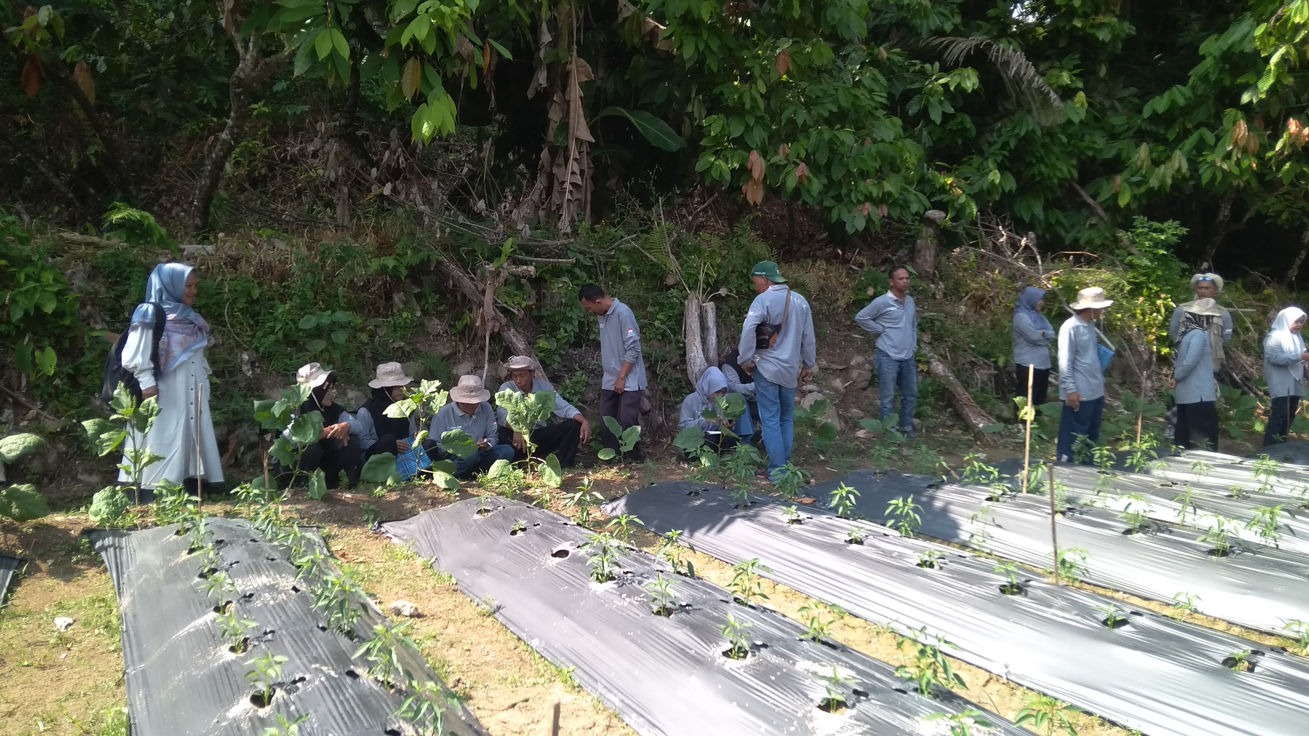 SL PHT Cabe Pertemuan Ke-6 di Kelompok Tani Garabak Kampung Asam Kumbang Nagari Puluik-Puluik Selata
