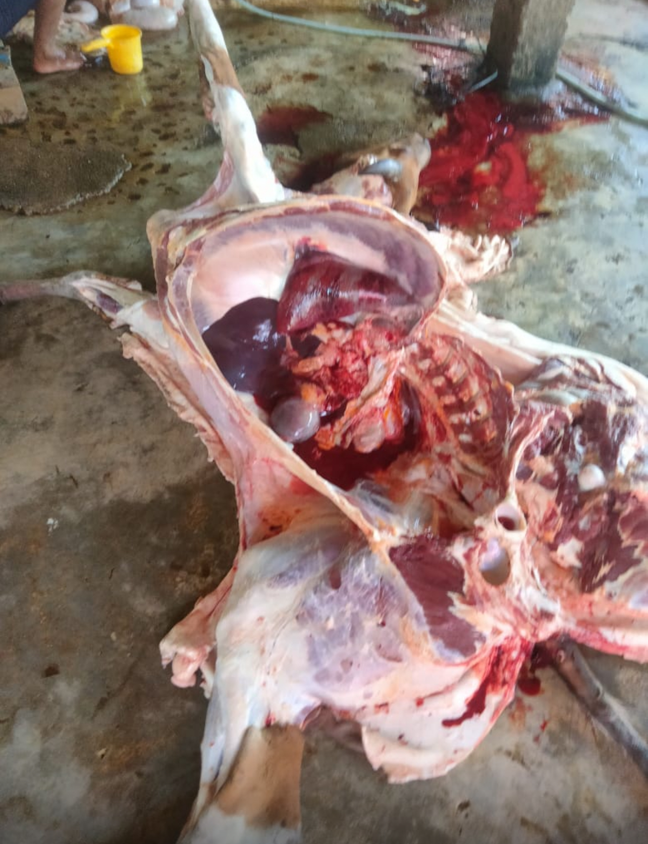 Nekropsi sapi bali yg byk mati di nagari aur duri