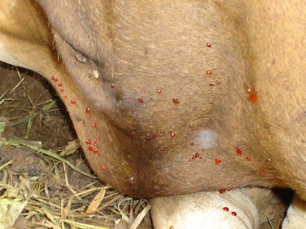 Penyakit Jembrana pada Sapi