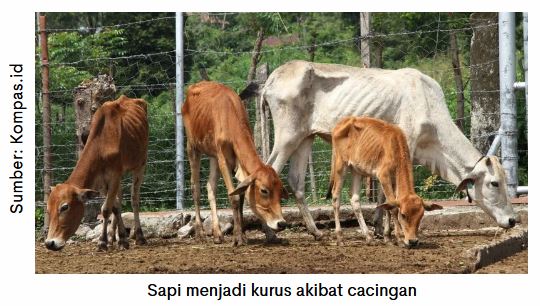 PEMBERIAN OBAT CACING PADA SAPI 